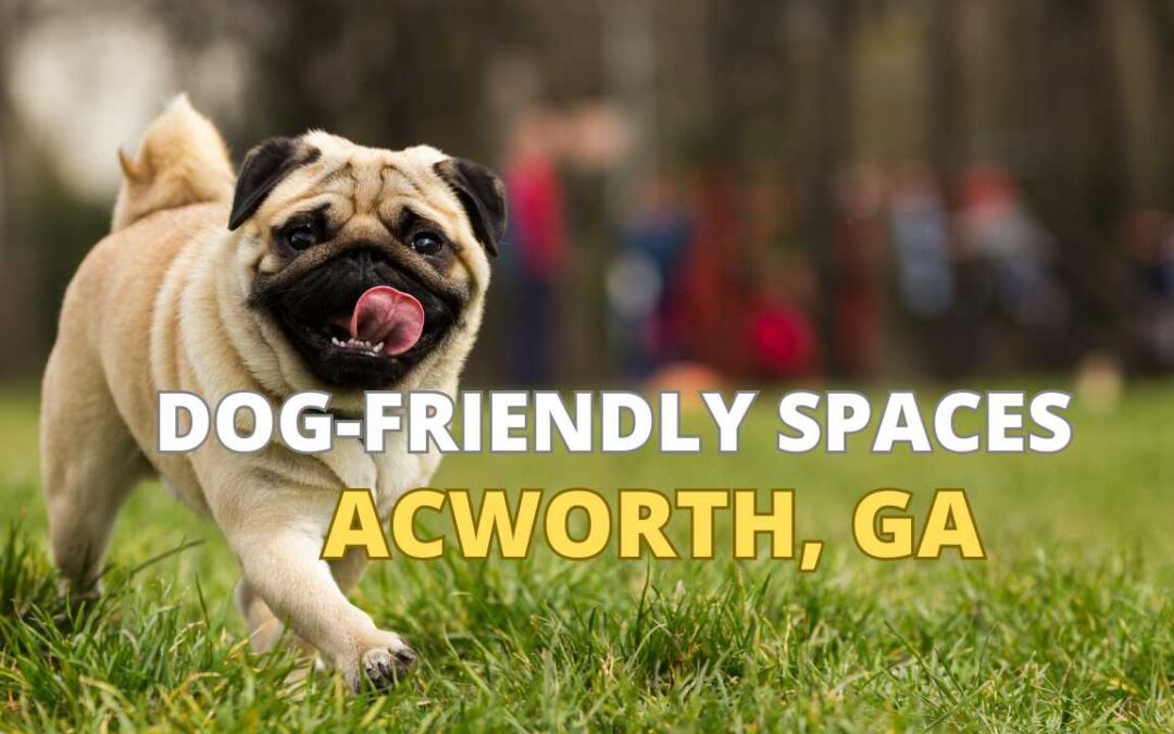 Picture of pug Dog in dog-Friendly Spaces in Acworth GA